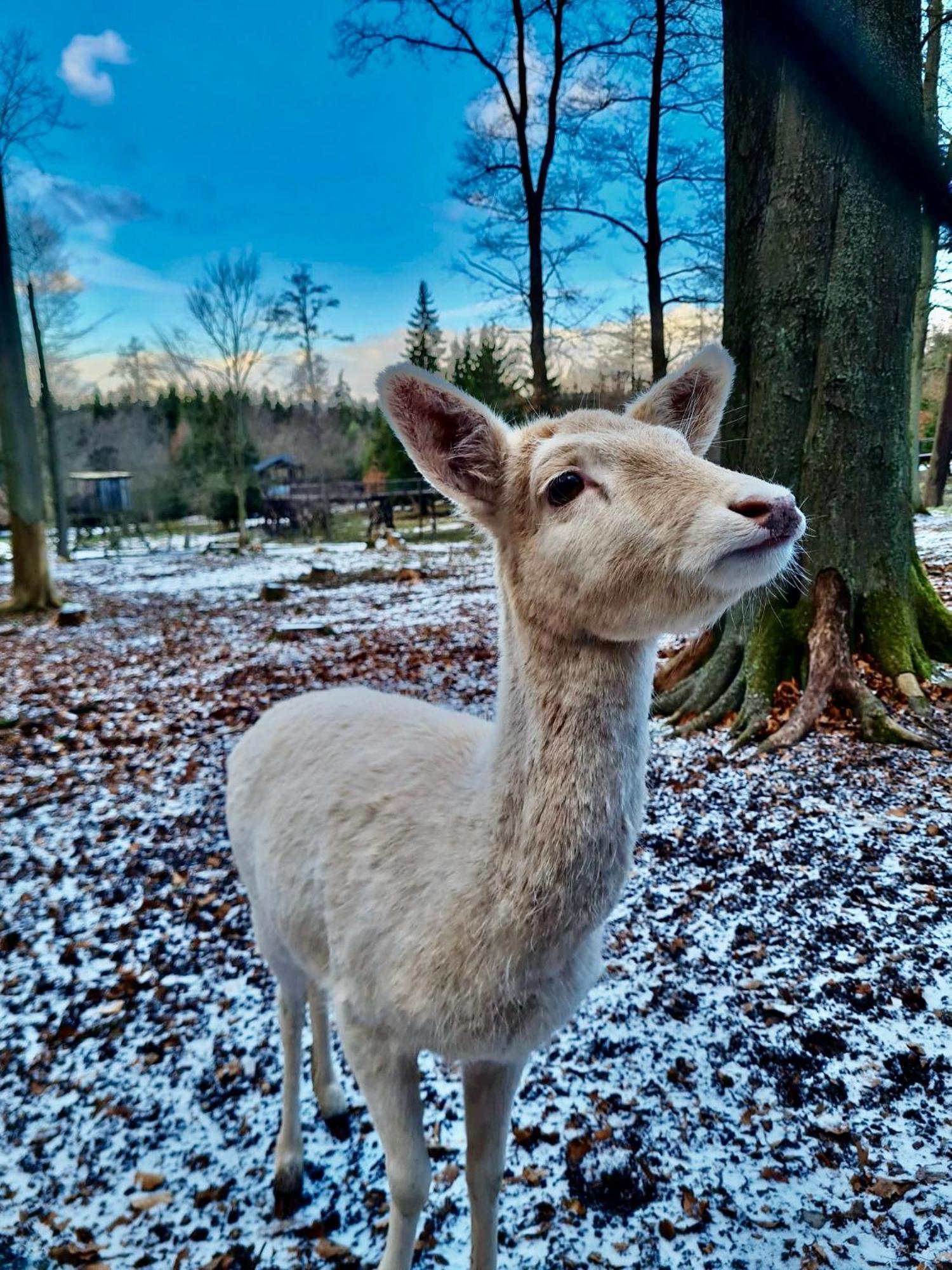 Artflora Kv Premium Daire Karlovy Vary Dış mekan fotoğraf